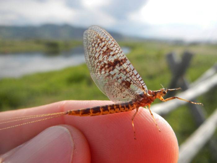 insect on a finger