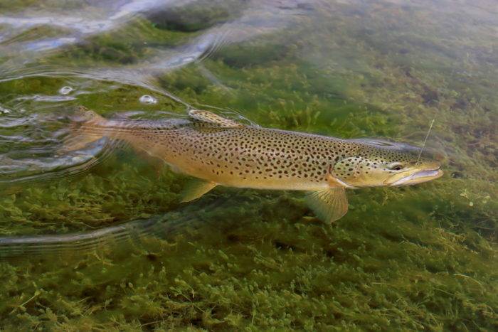 brown trout