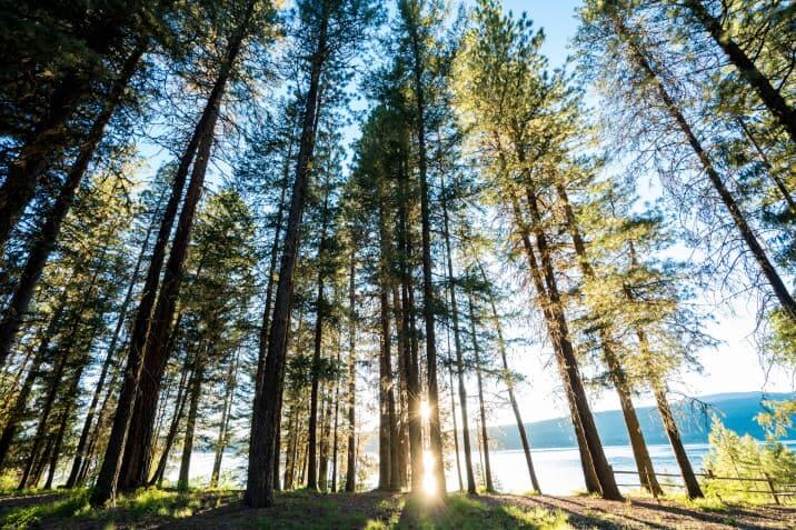 Trees at Sunset at Ponderosa State Park