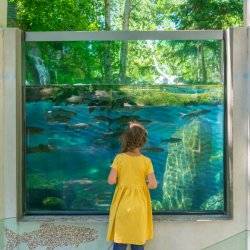 child standing in front of fish tank at the MK Nature Center.