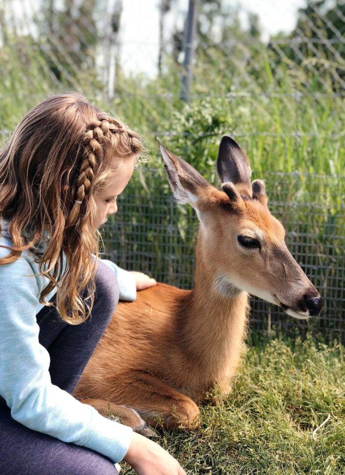 child petting a deer