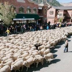 Hundreds of sheep walking through downtown Ketchum.