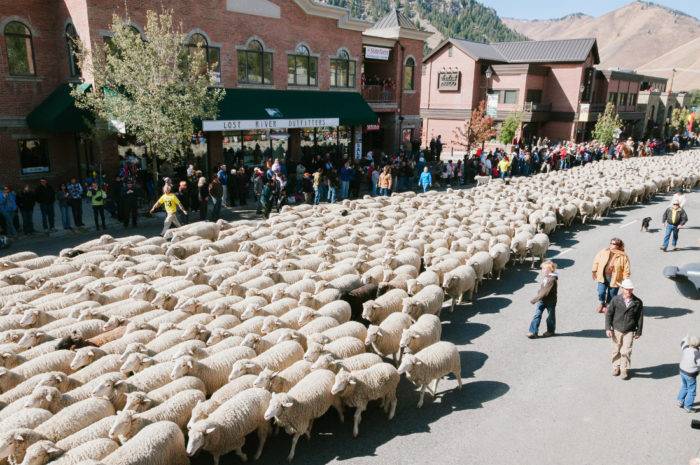 sheep walking through downtown