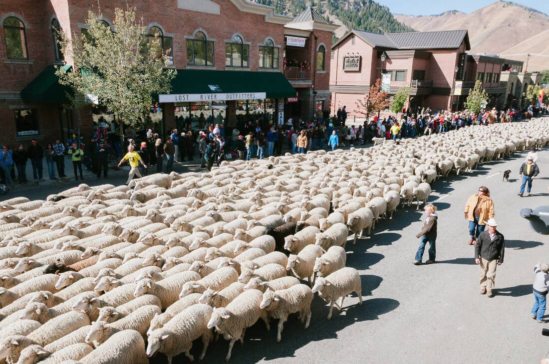 Trailing of the Sheep Idaho Trailing of the Sheep Festival