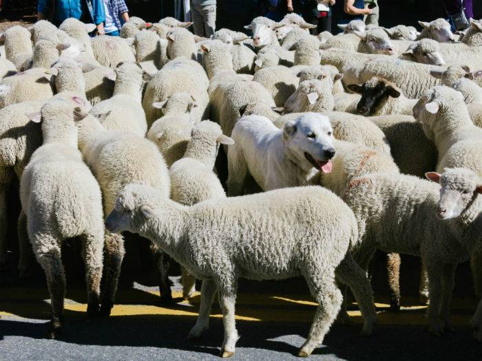 dog in sheep herd