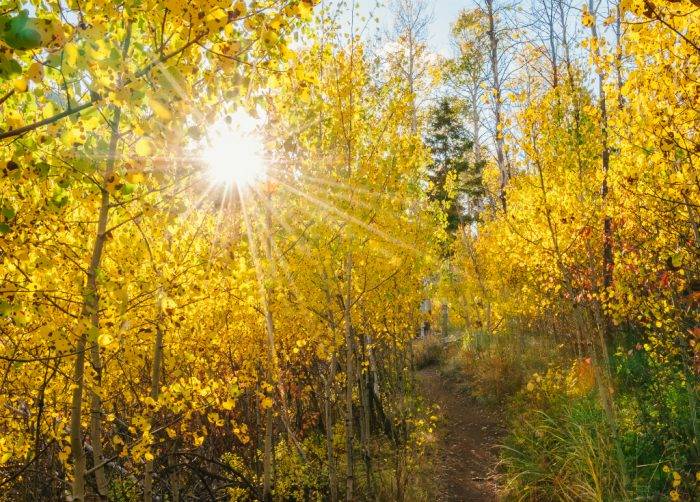 trees with fall colors