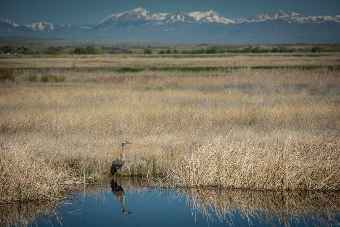 sandhill crane