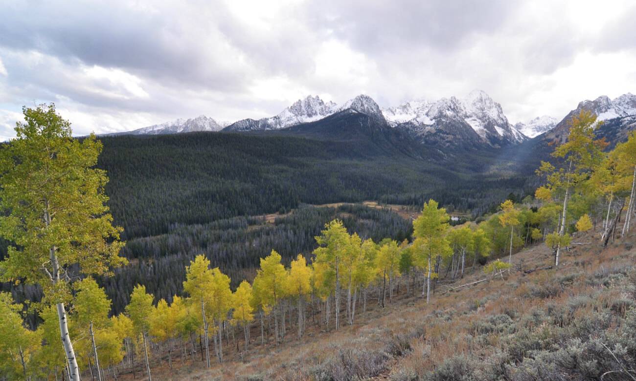 mountains and aspen trees