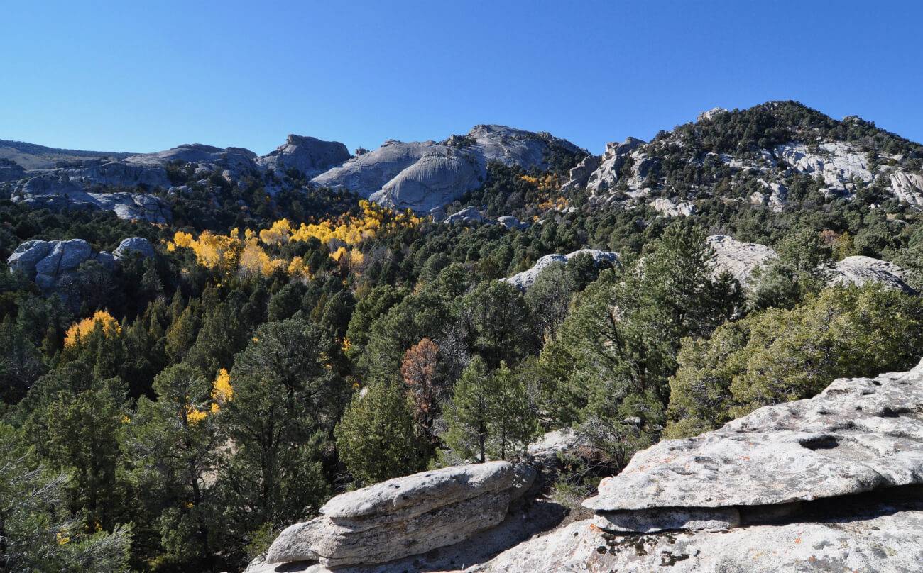 aspen trees among rocky terrain