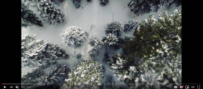 Trees covered in snow.