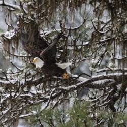 eagle in a tree