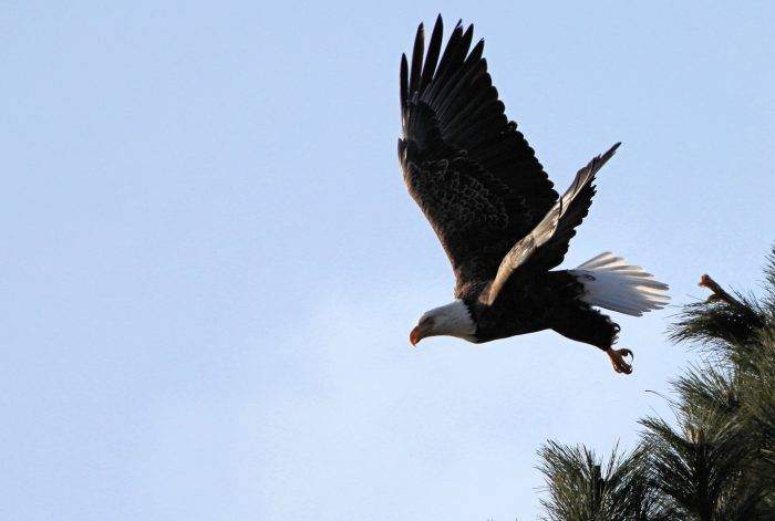 BALD EAGLE FLYING