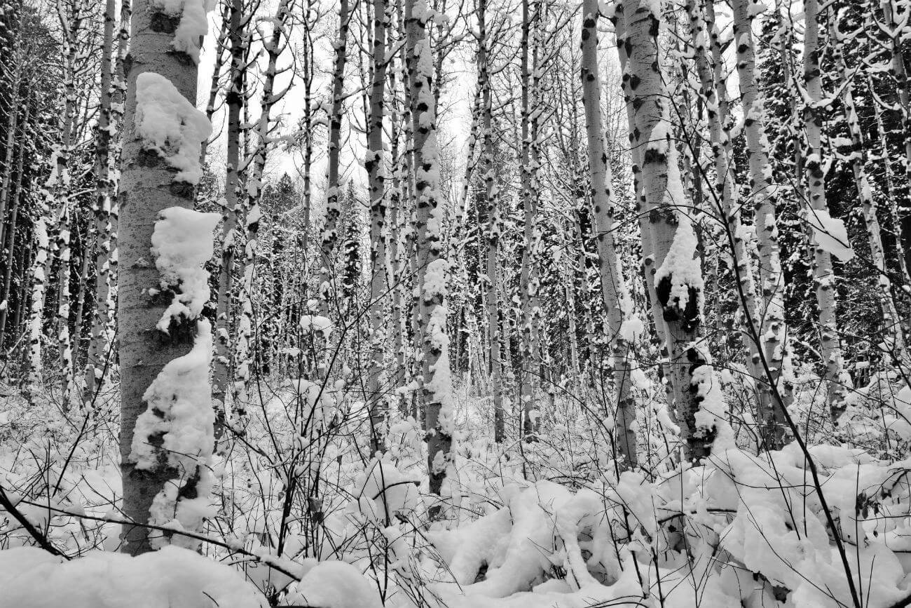 snowy aspen trees