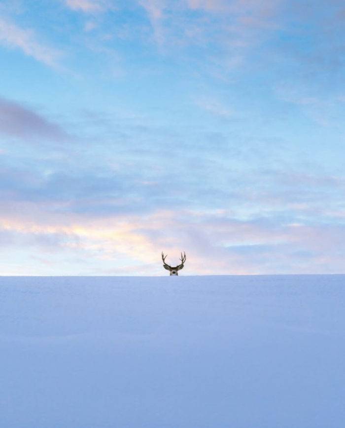 An elk looking over a mound of snow.