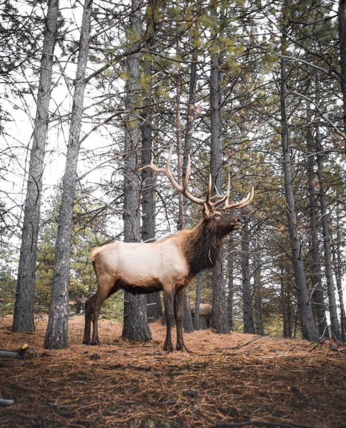 An elk standing in a forest