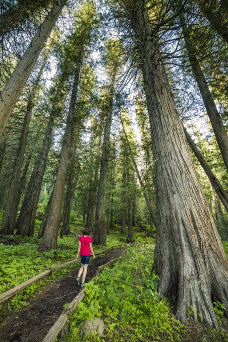 woman walking on path surrounded by trees