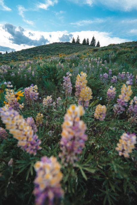 wildflowers