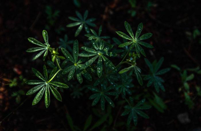 dew drops on leaves