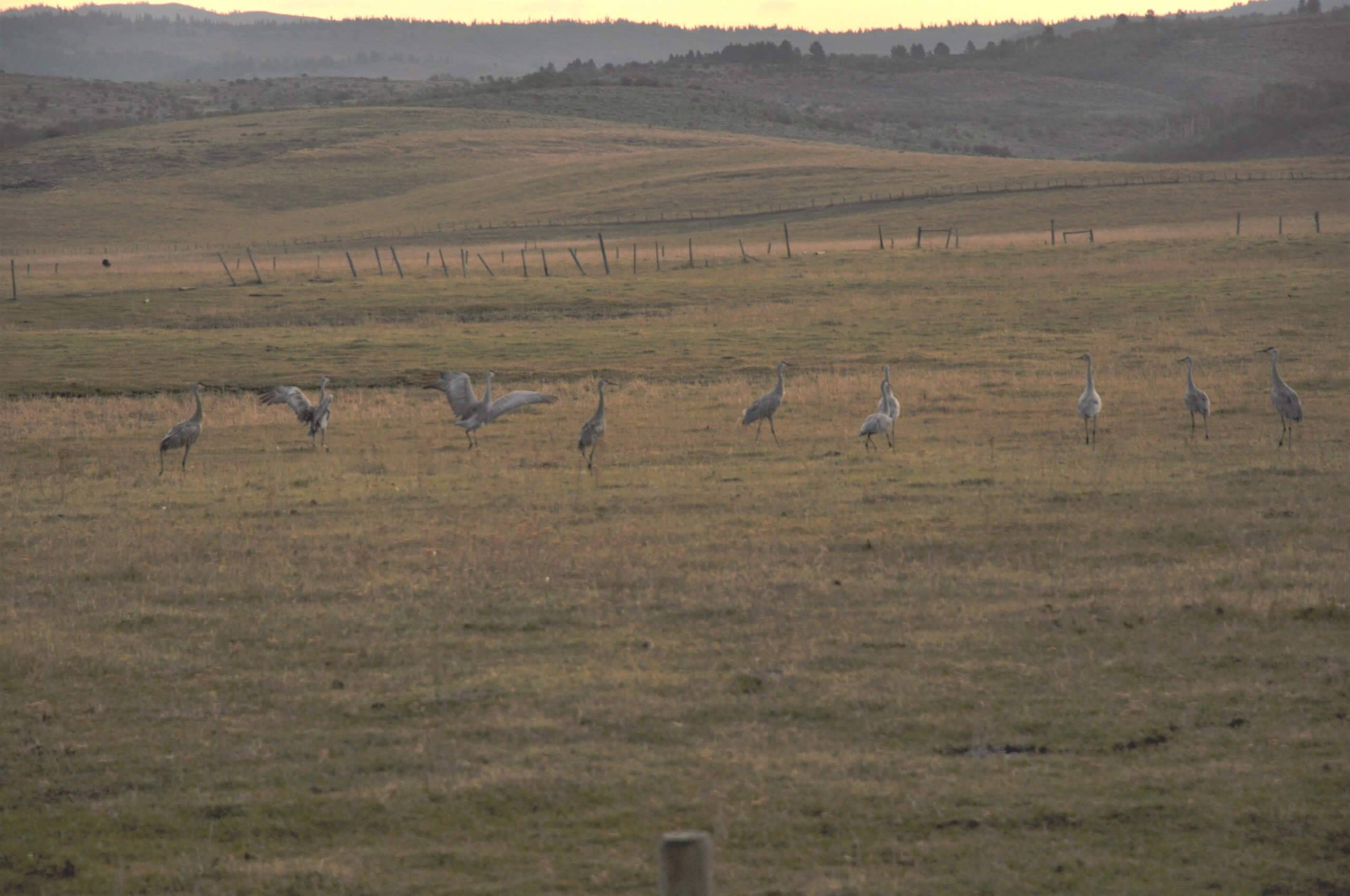 Spot Sandhill Cranes in Idaho This Fall