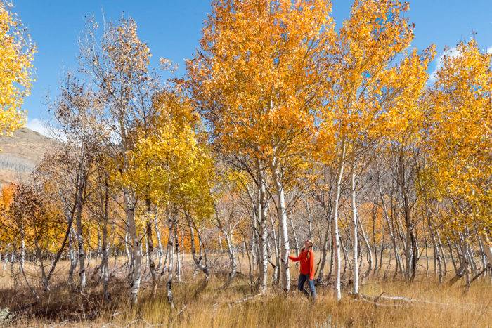 person standing next to coloful aspen trees