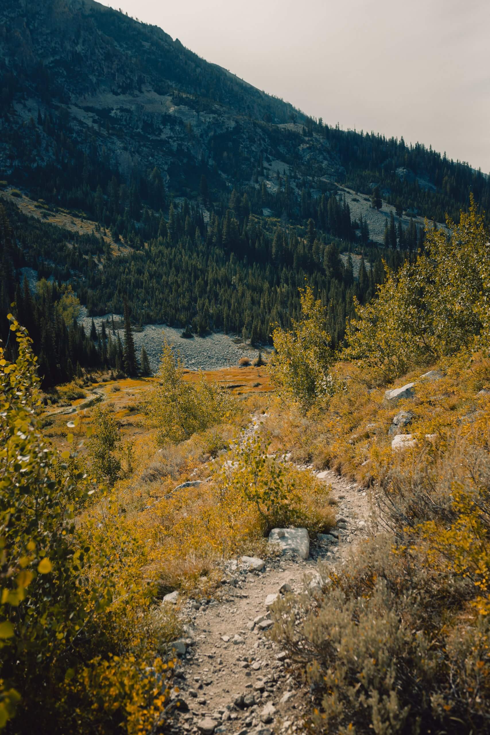 yellow fall colors alice lake