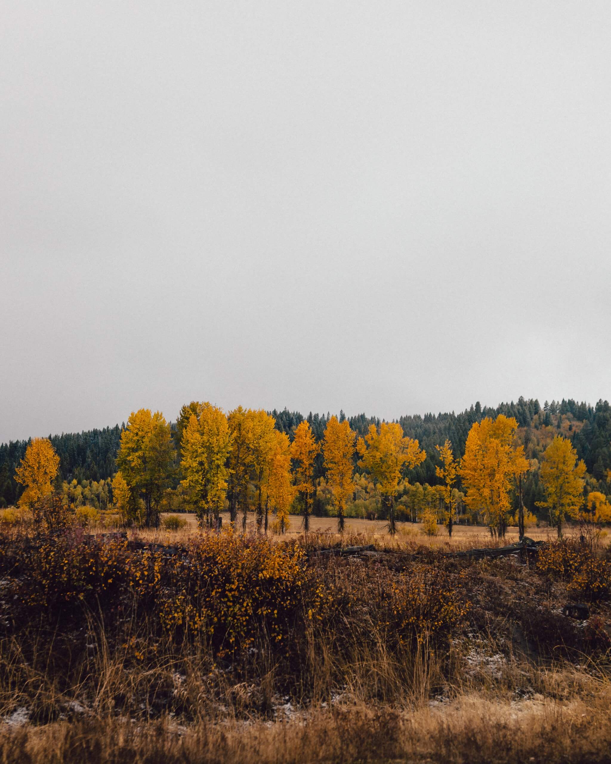 fall colored trees along highway 55