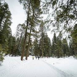 people cross country skiing