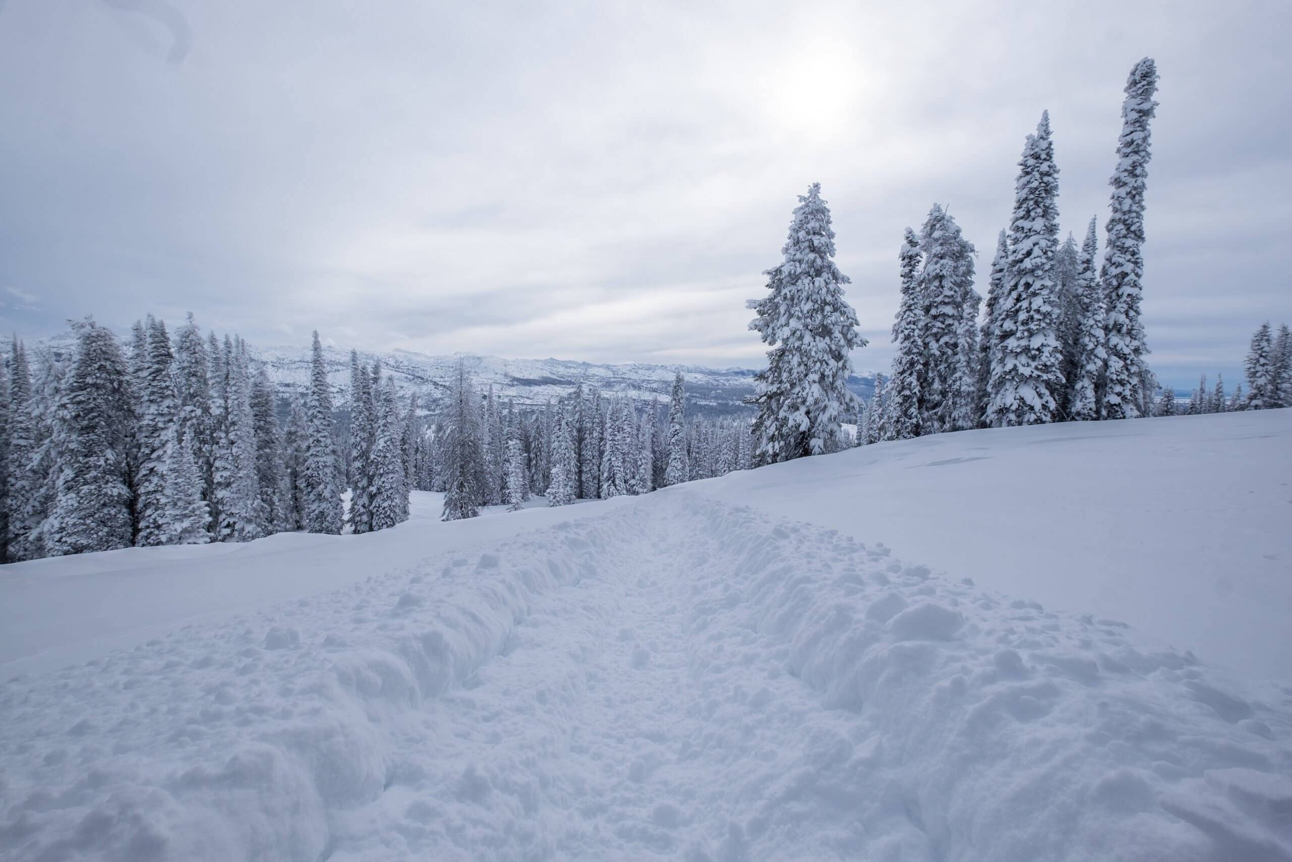 snow and trees