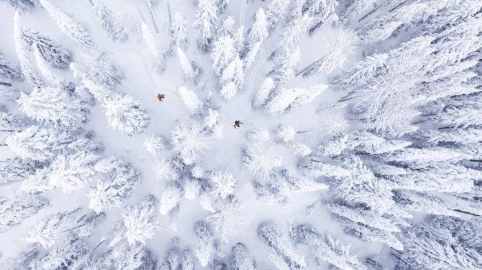 skiers weaving between trees