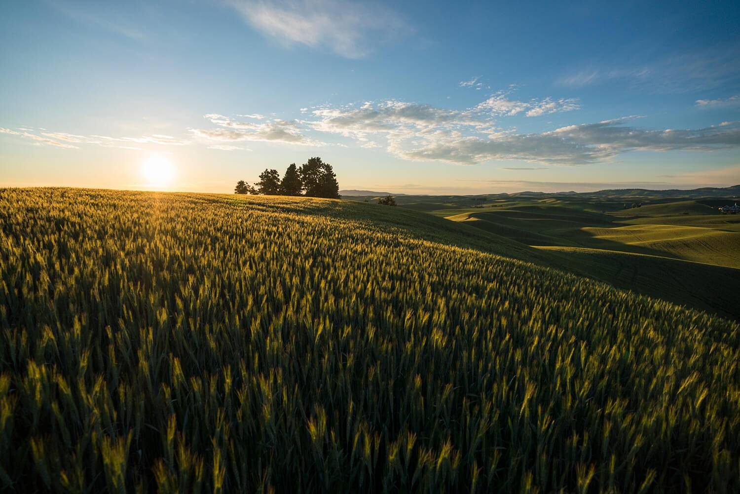 sun setting over Moscow, Idaho's green rolling hills landscape with trees in the background