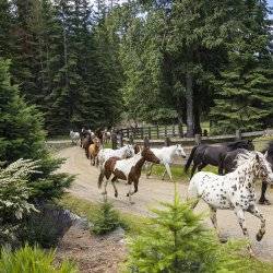 horses running