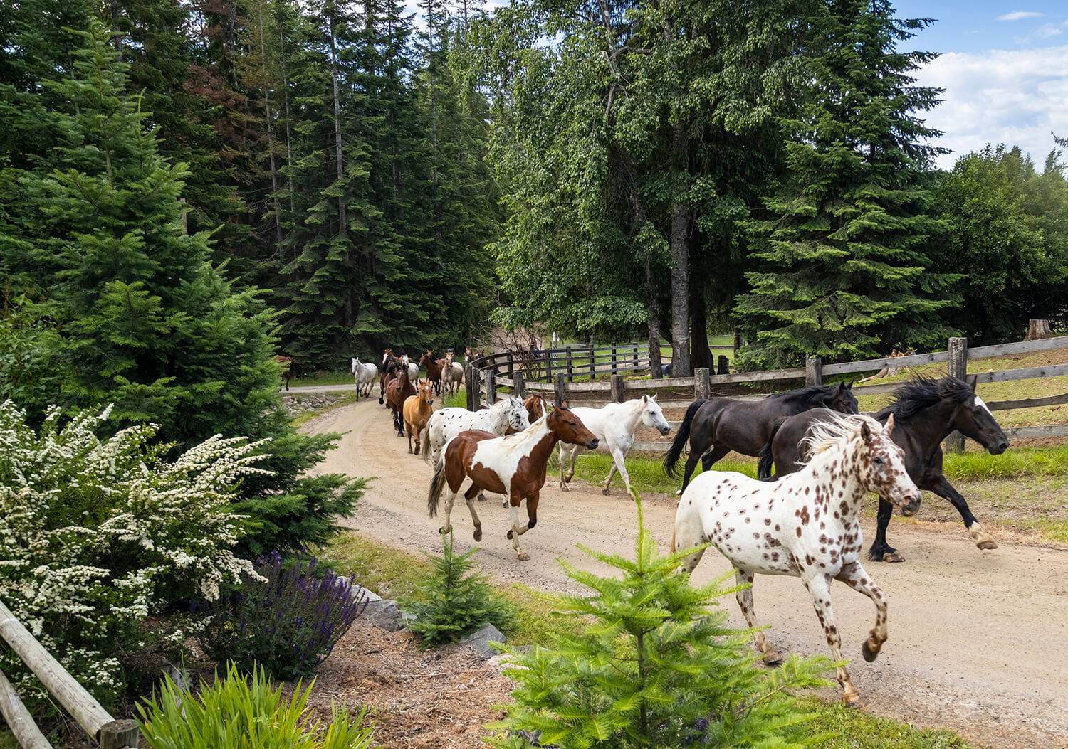 horses running