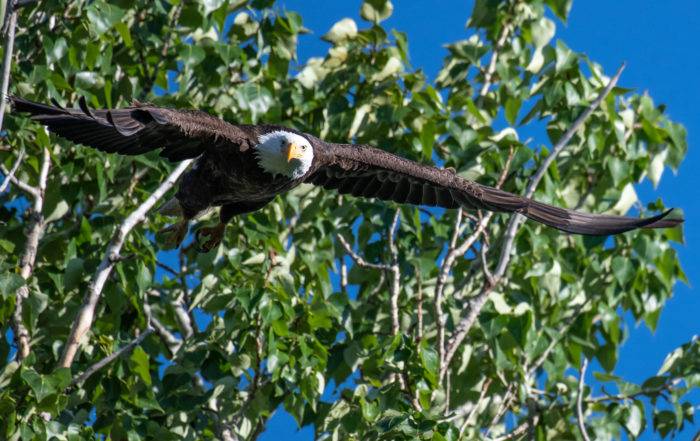 bald eagle flying