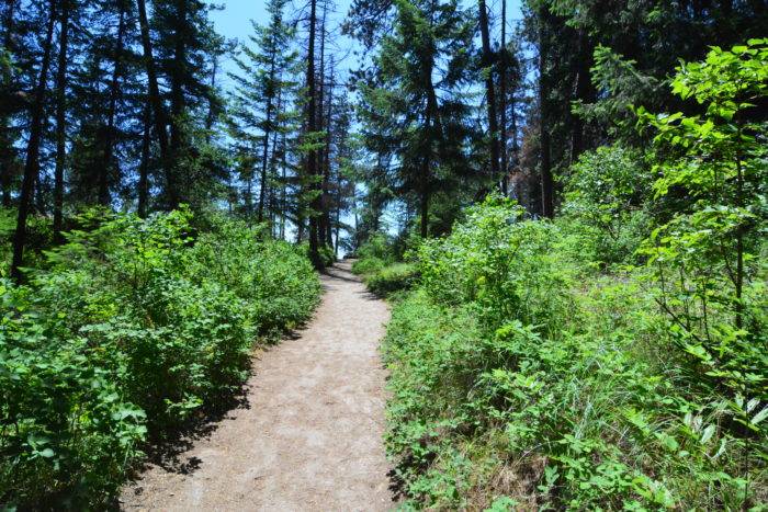 tubbs hill wooded trail