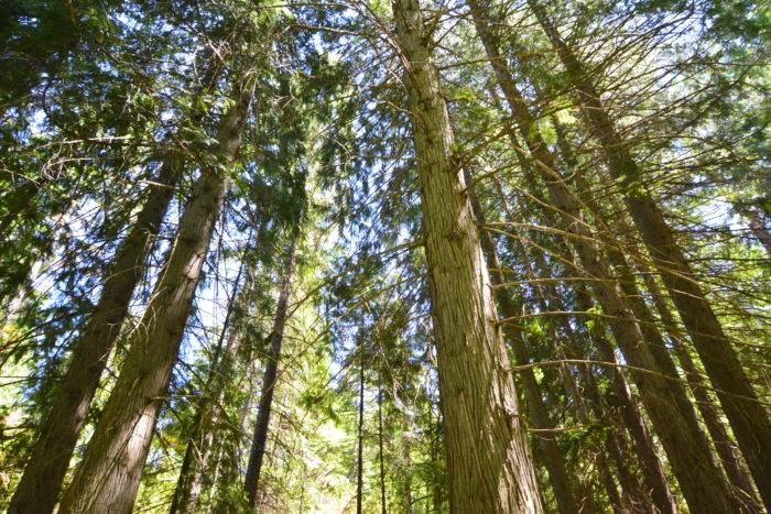 towering trees