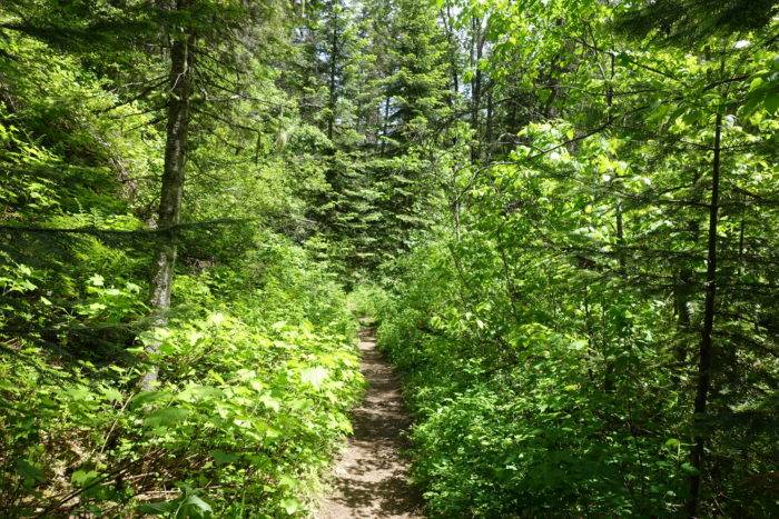 wooded trail