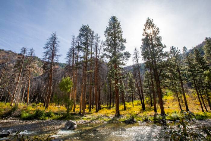 tree-lined river