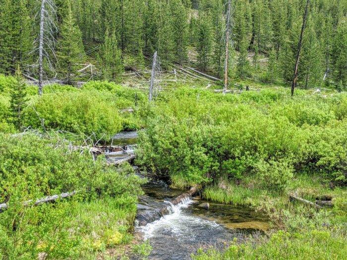 mountain creek surrounded by brush