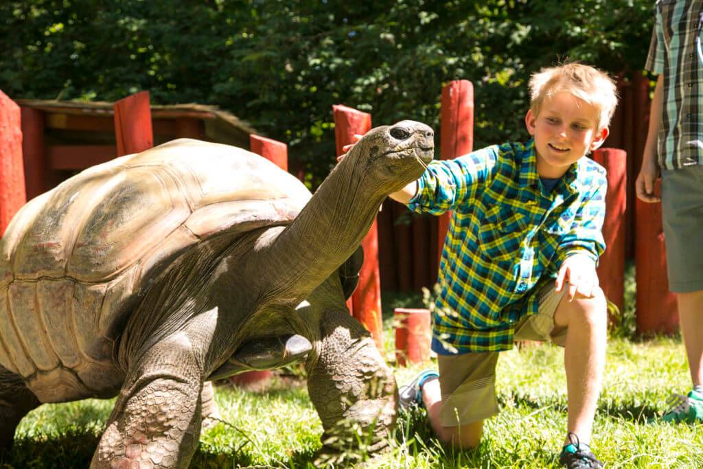 A smiling young person wearing tan shorts and green plaid short sleeve shirt touches a giant tortoise.