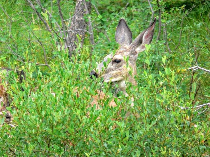 mule deer in brush