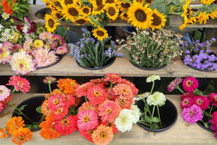 flowers in buckets at Hailey farmer's market