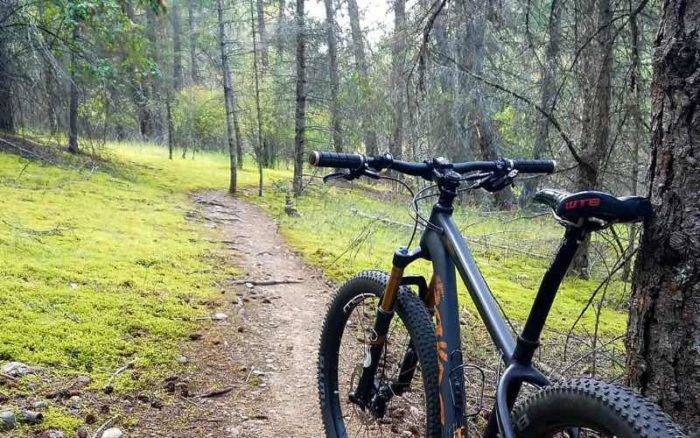 mountain bike leaned against a tree on a trail leading through a forest