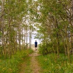 A man walking trail surrounded by green aspen trees.