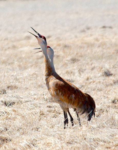 sandhill cranes