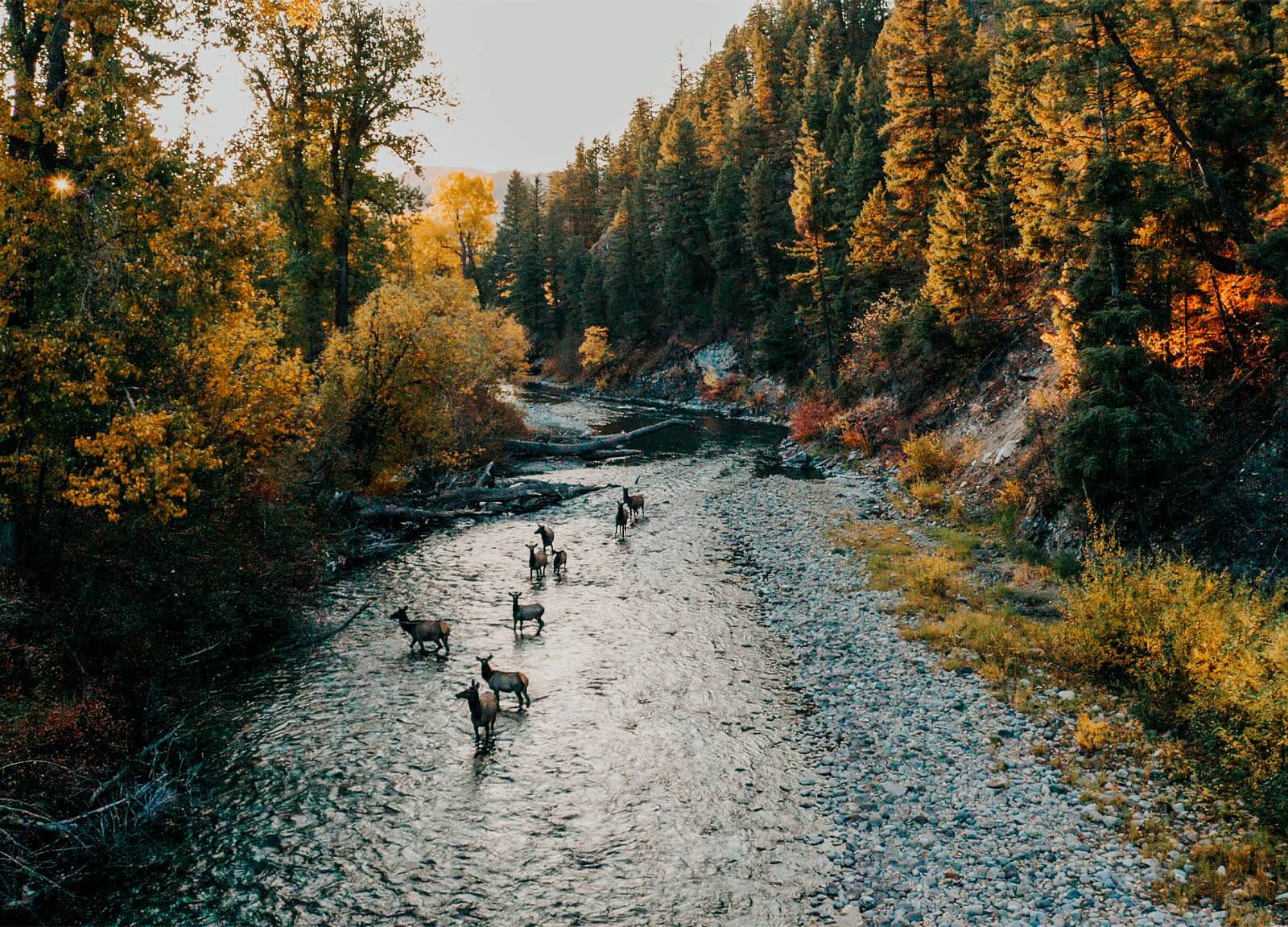 A herd of elk standing in the Big Wood River.