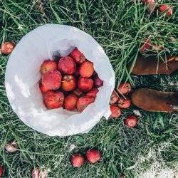 bucket of apples from u-pick orchard