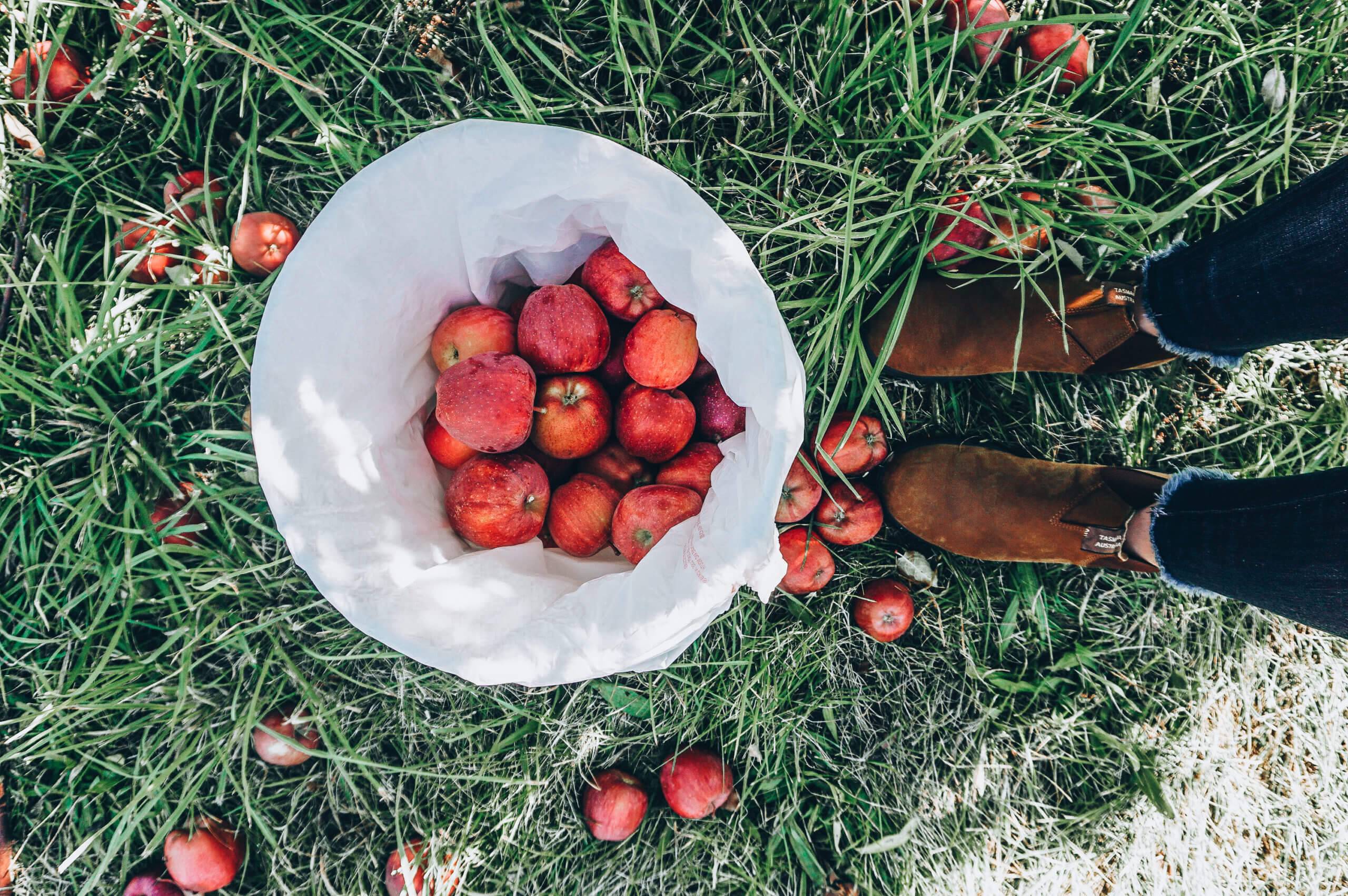 bucket of apples from u-pick orchard