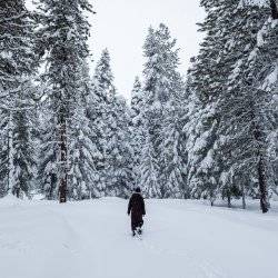 snowy forest with woman walking on snowy path