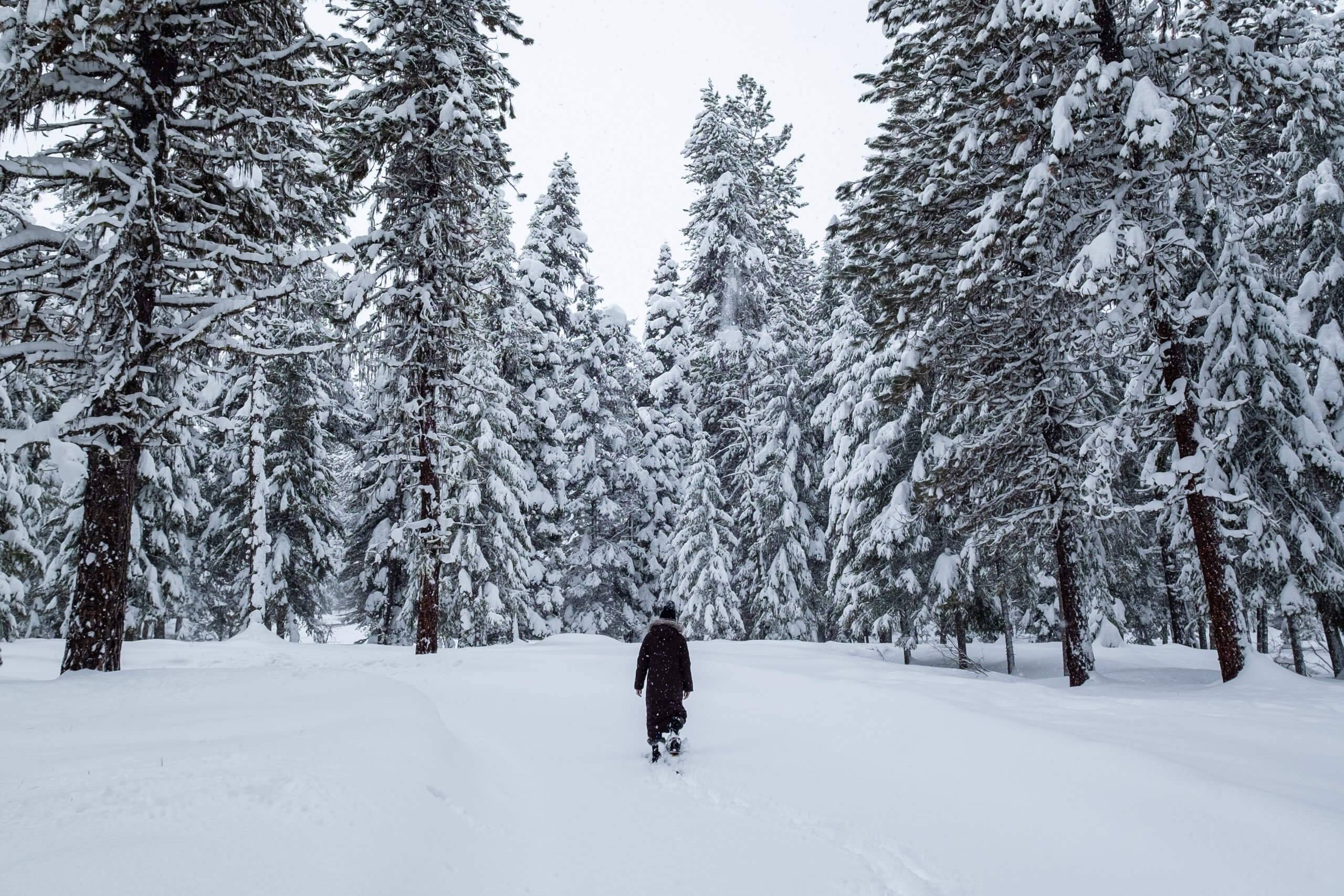 snowy forest with woman walking on snowy path