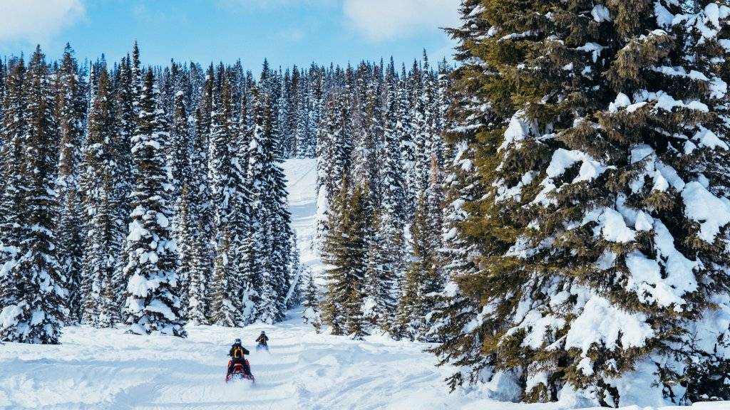 people on snowmobiles going through trees